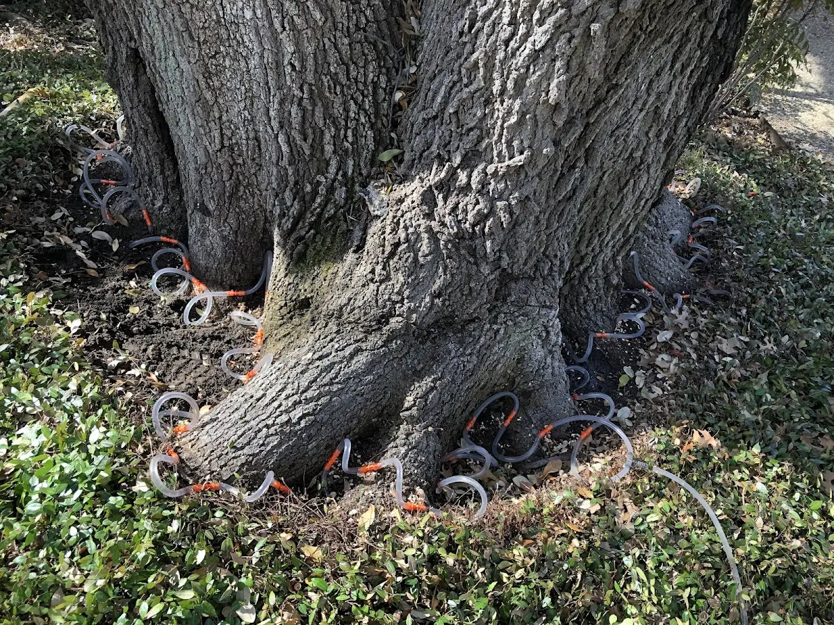 Detailed Tree Cabling and Bracing job site in West Eaton