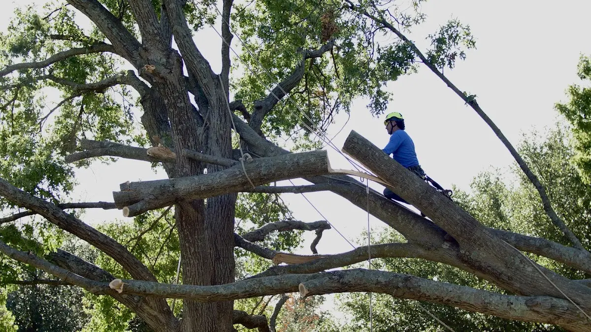 Professional Hazardous Tree Removal performed by certified arborists in West Eaton